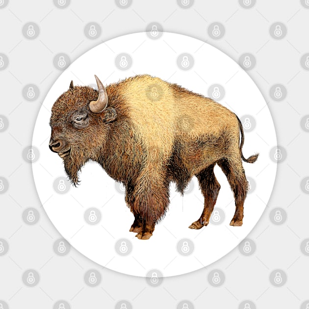 Bison Magnet by Dual Rogue